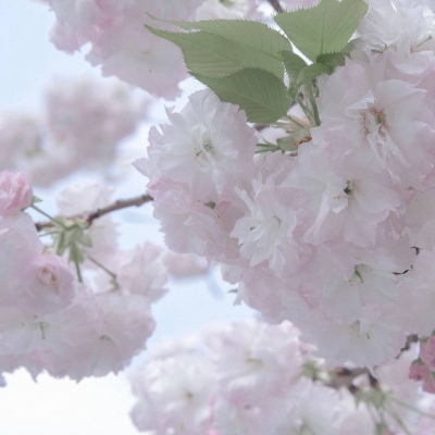 兽设萌新入门指南Furry群